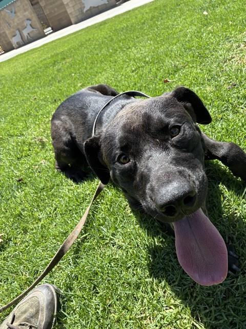 Marco, a Pit Bull Terrier (mix breed), available for adoption