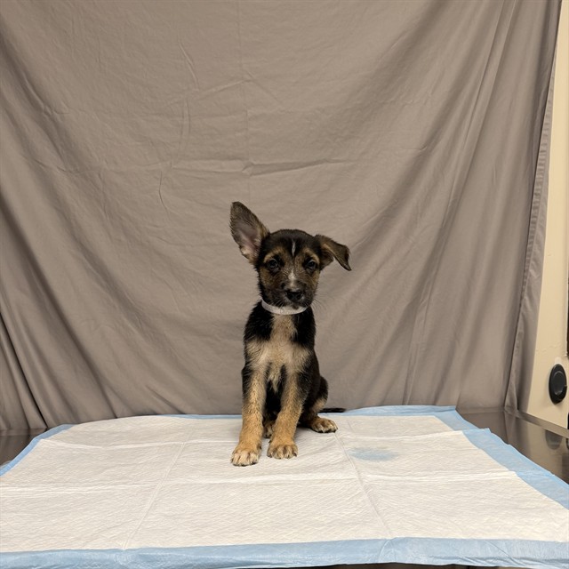 A5800007, a German Shepherd, available for adoption