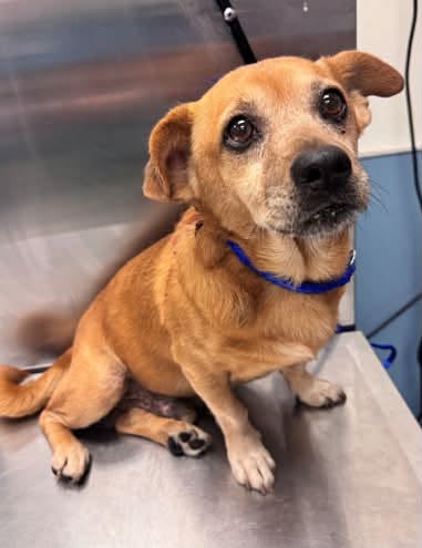 Charlie, a Terrier, available for adoption