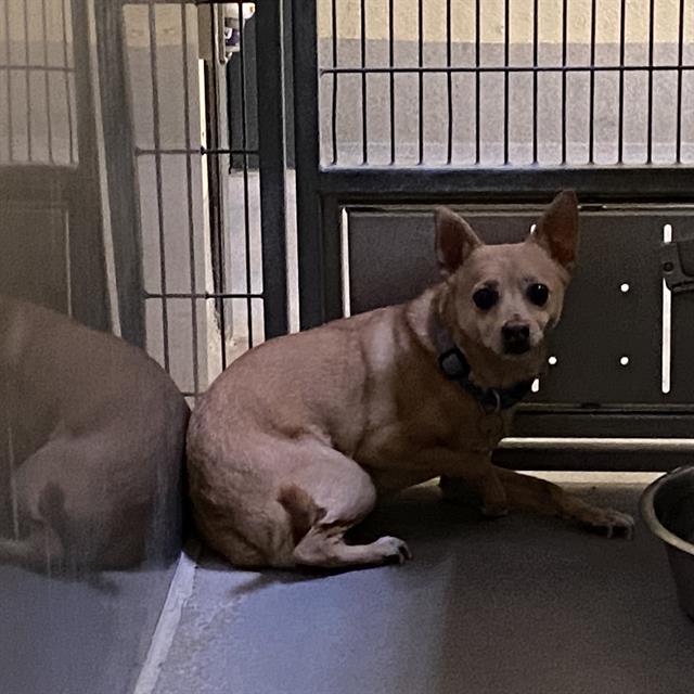 Fideo, a Chihuahua, available for adoption