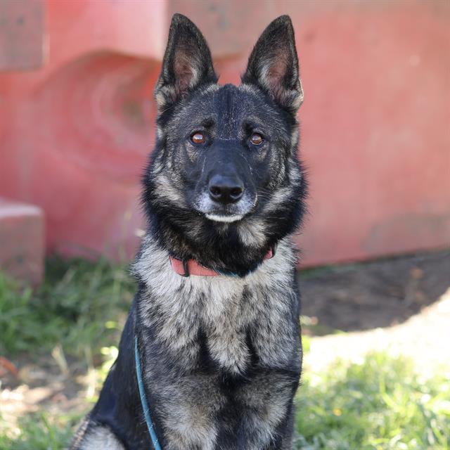 Jenny, a German Shepherd, available for adoption