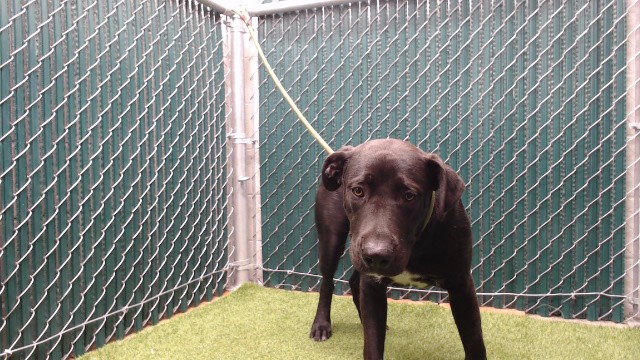 Marky Mark, a Labrador Retriever, available for adoption
