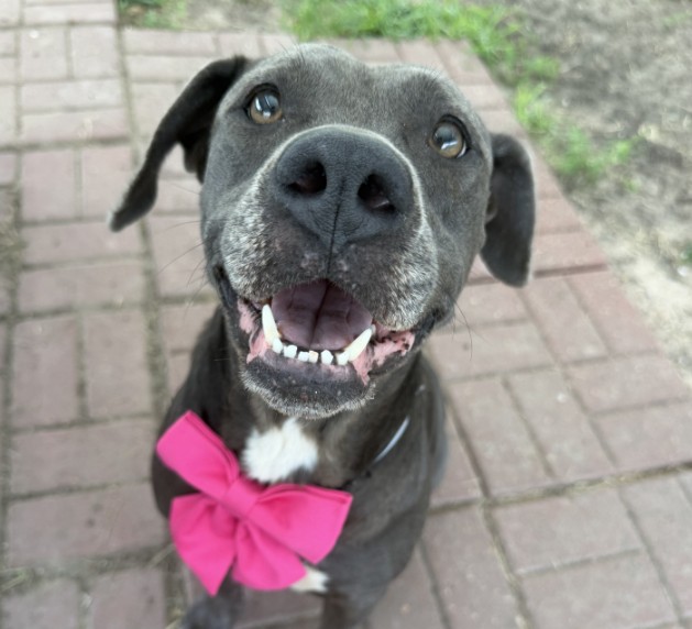 Layla, a Staffordshire Bull Terrier (mix breed), available for adoption