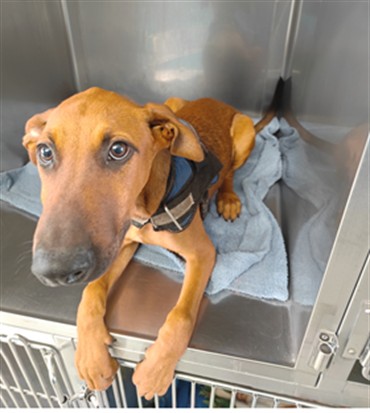 Chase, a Doberman Pinscher, available for adoption