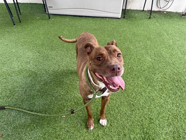 Honey, a Bullmastiff (mix breed), available for adoption