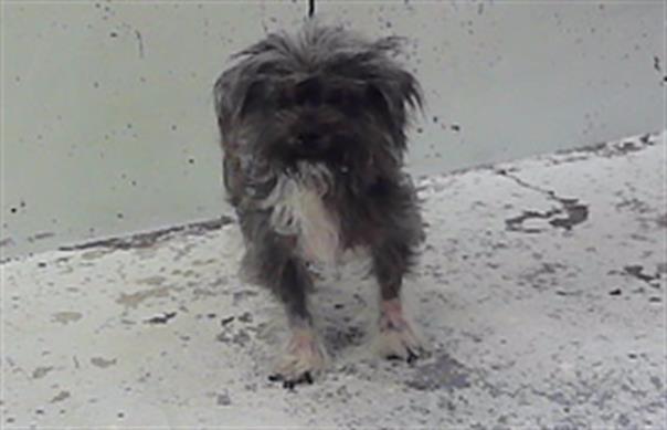 Georgie, a Cairn Terrier (mix breed), available for adoption
