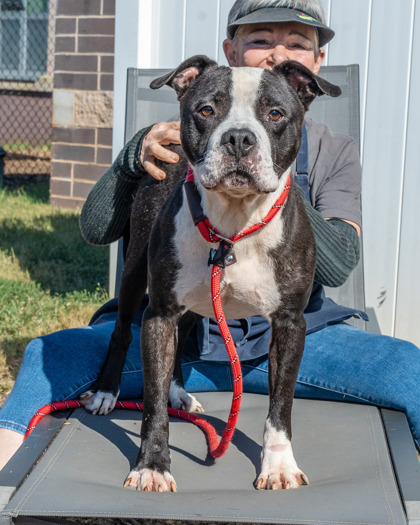 Chico, a Pit Bull Terrier (mix breed), available for adoption