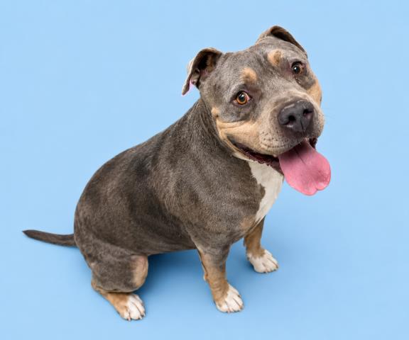 Kane, a American Bulldog (mix breed), available for adoption