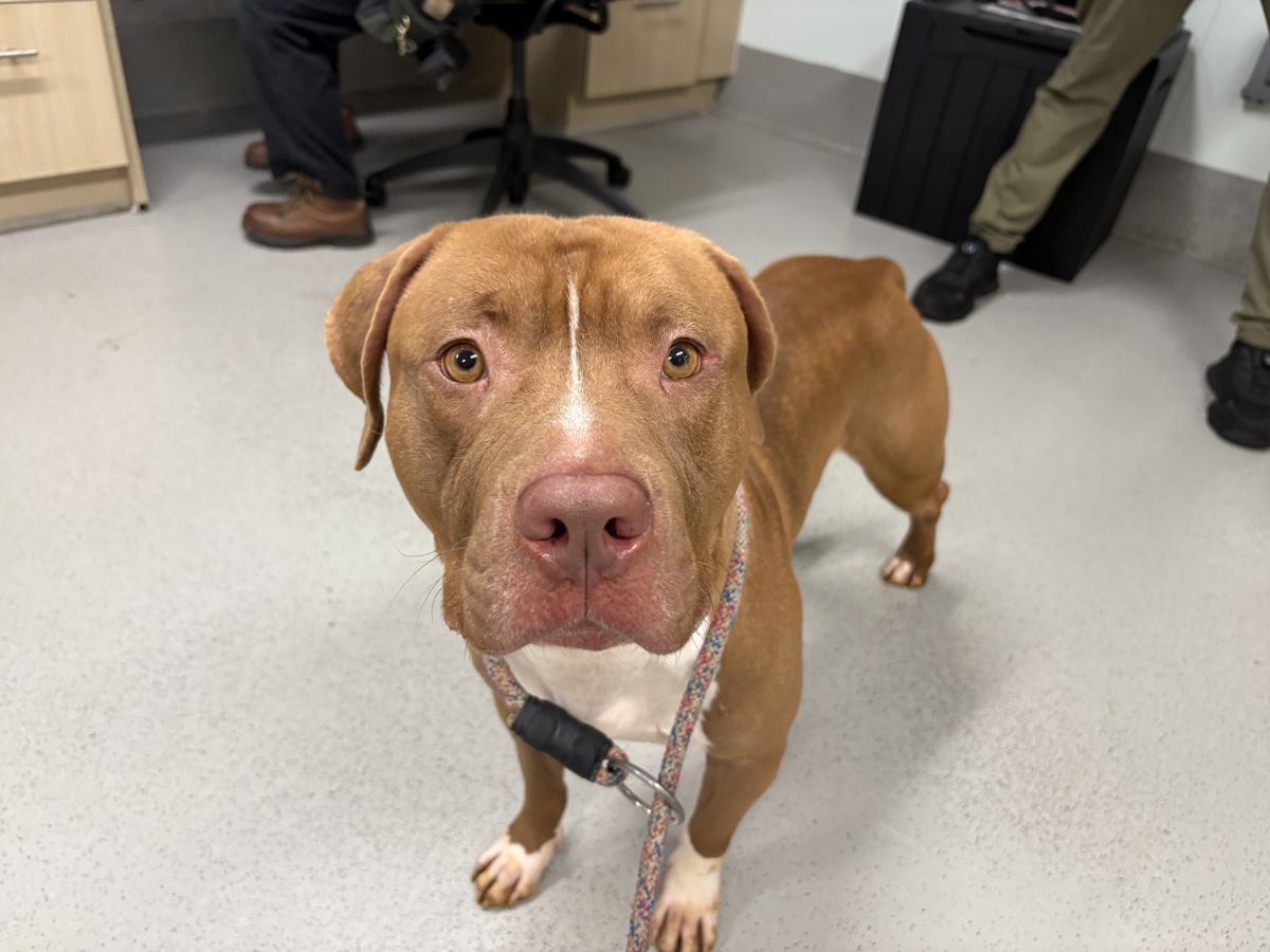 Carlito, a Pit Bull Terrier, available for adoption