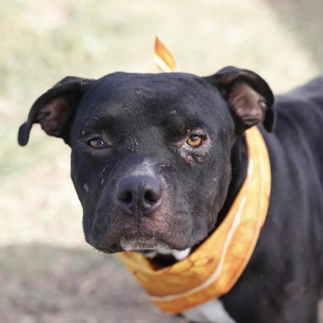 Atlas, a American Staffordshire Terrier, available for adoption