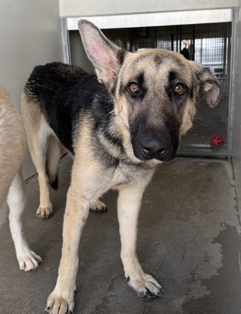 Aladdin, a German Shepherd, available for adoption