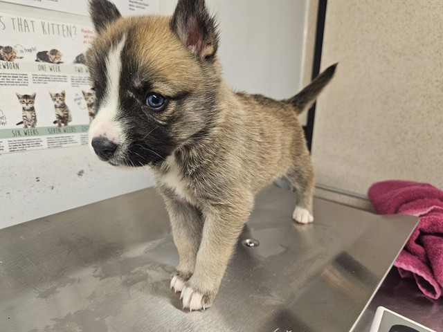 Reeses Puffs, a Husky, available for adoption