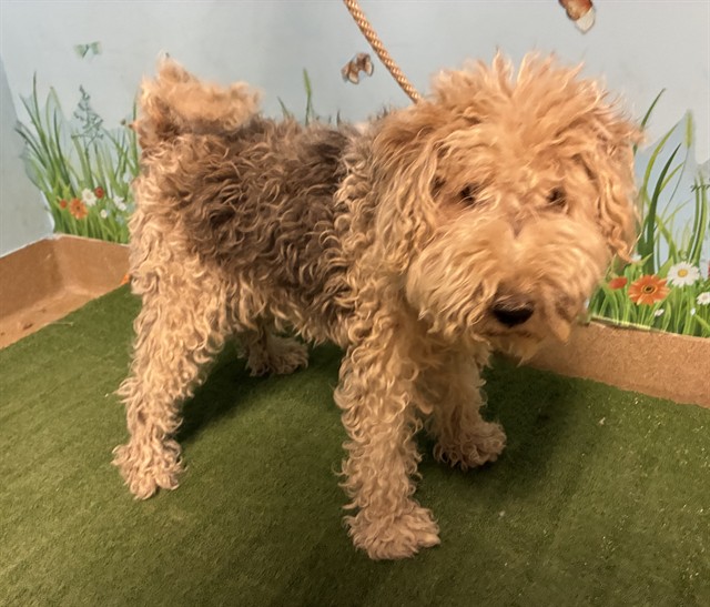 Ruffus, a Smooth Fox Terrier, available for adoption