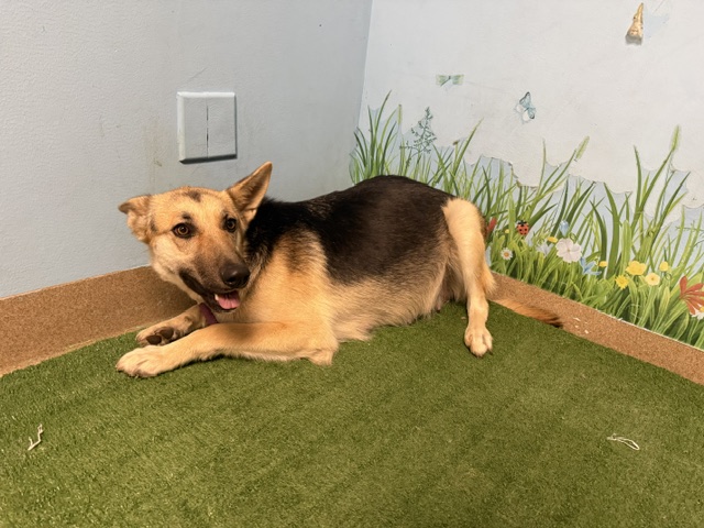 Delilah, a German Shepherd, available for adoption