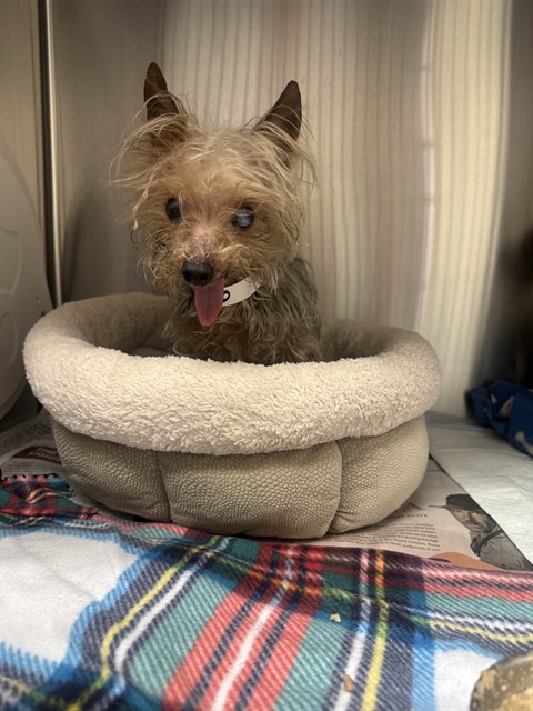 Rumpel, a Terrier (mix breed), available for adoption