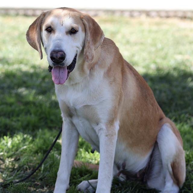 Chanel, a Bloodhound, available for adoption