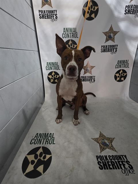 Gilbert, a American Bulldog (mix breed), available for adoption
