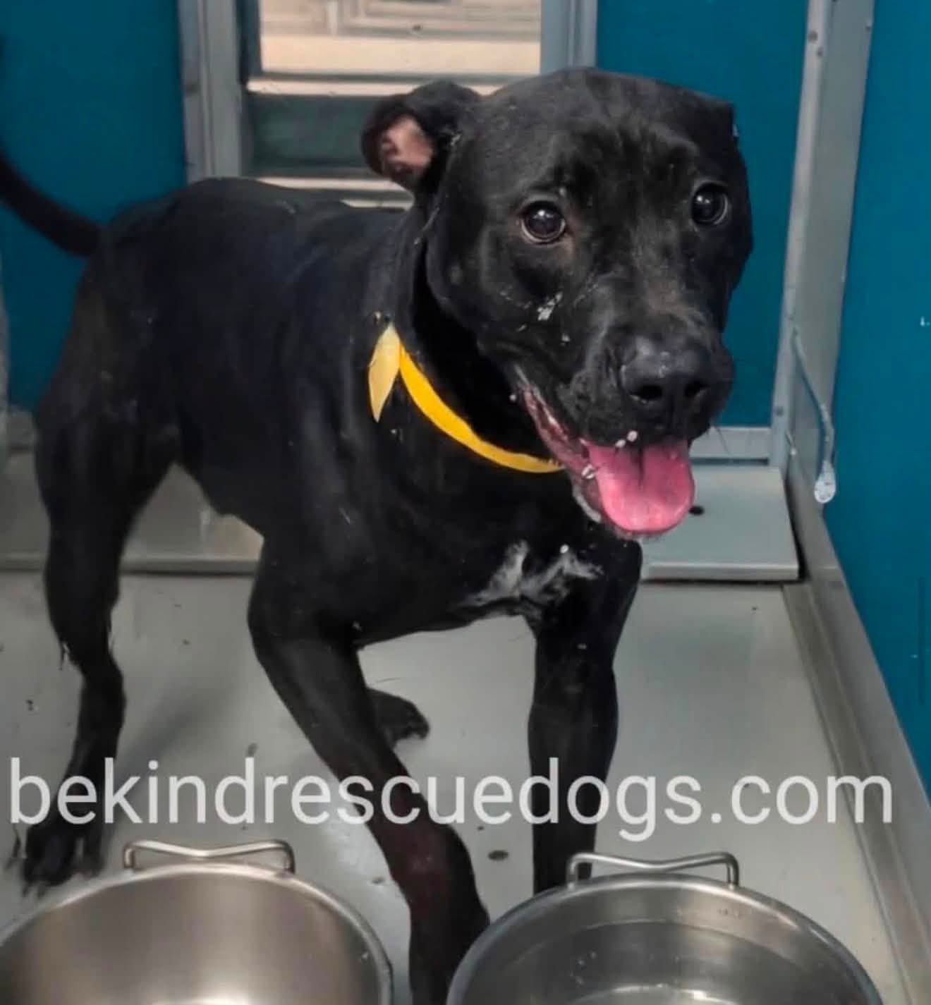 A466843, a Pit Bull Terrier, available for adoption