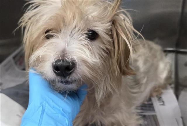 Pigeon, a Havanese (mix breed), available for adoption