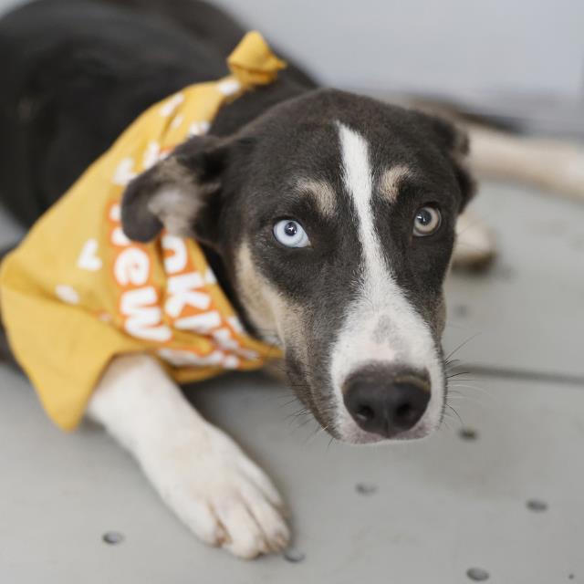 Andromeda, a Husky, available for adoption