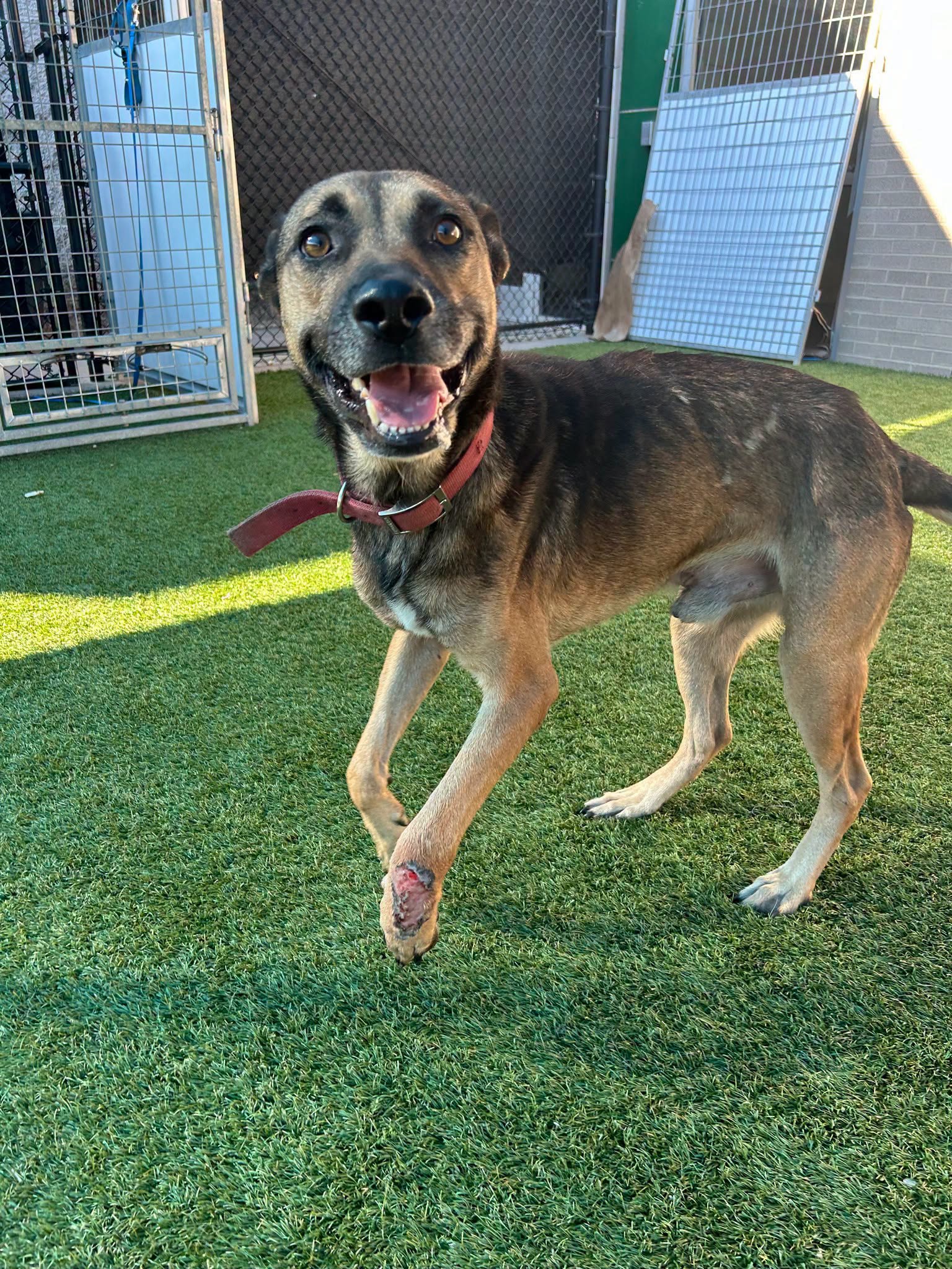 Buck, a Shepherd (mix breed), available for adoption