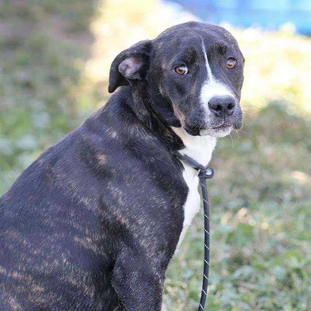 Flutter Fly, a Pit Bull Terrier, available for adoption