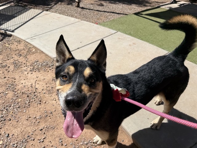 Baxter, a Australian Shepherd (mix breed), available for adoption