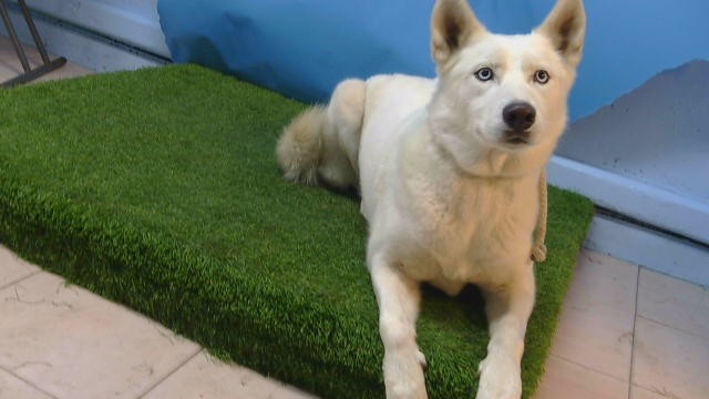 A5805615, a Siberian Husky, available for adoption