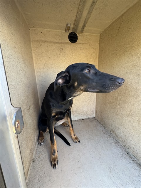 A481580, a Belgian Shepherd Malinois, available for adoption