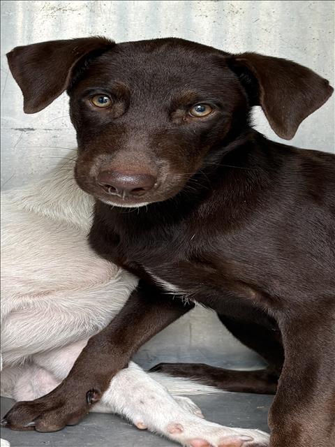 A035346, a Retriever, available for adoption