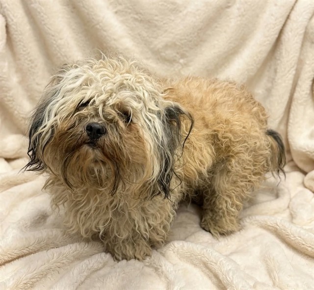 A5805851, a Maltese, available for adoption