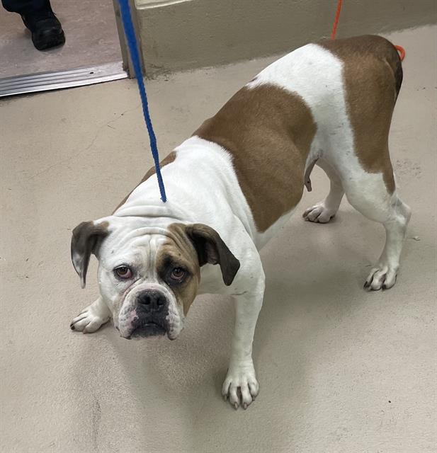 Blossom, a American Bulldog (mix breed), available for adoption