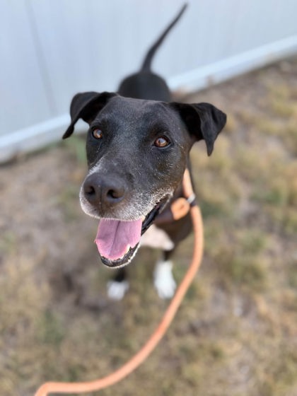 Bullet, a Labrador Retriever, available for adoption