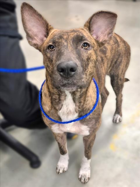 Sandler, a Dutch Shepherd (mix breed), available for adoption