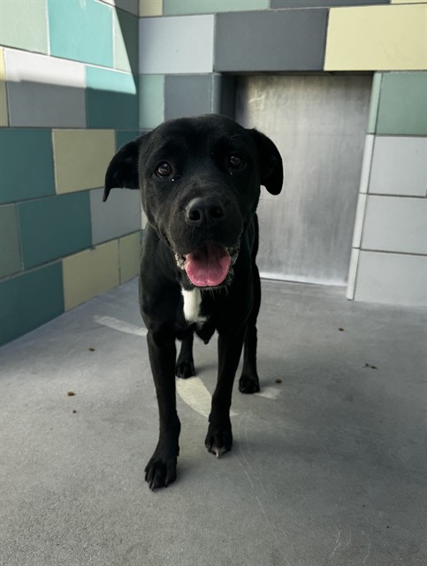 Zuri +11 Puppies, a Pit Bull Terrier (mix breed), available for adoption