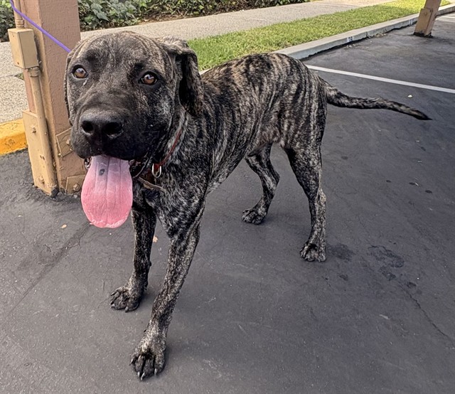 A5806204, a Cane Corso Mastiff, available for adoption