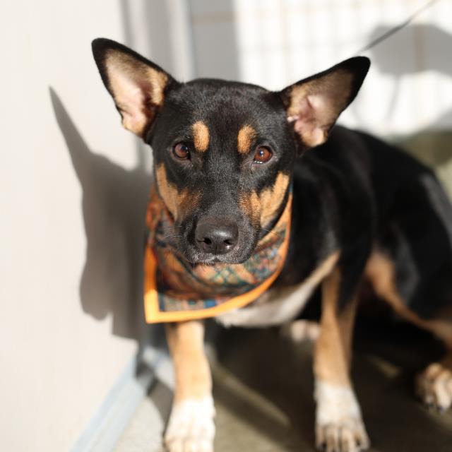 Cali, a Australian Kelpie (mix breed), available for adoption