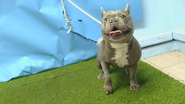 Mia, a French Bulldog, available for adoption