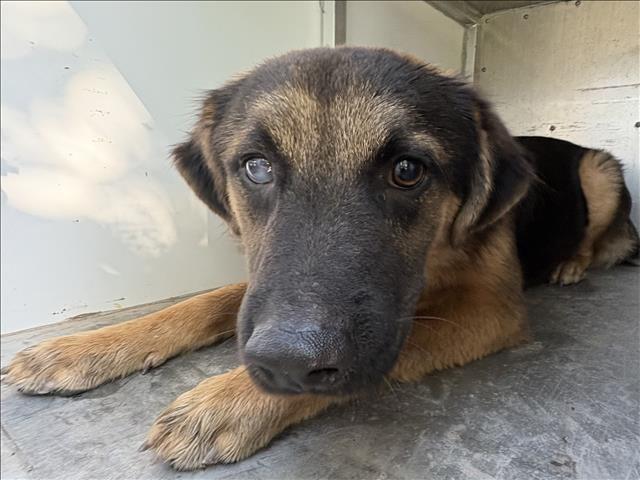 A035415, a German Shepherd, available for adoption