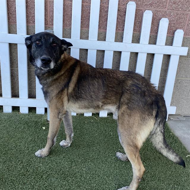 Virgil, a Belgian Shepherd Malinois, available for adoption