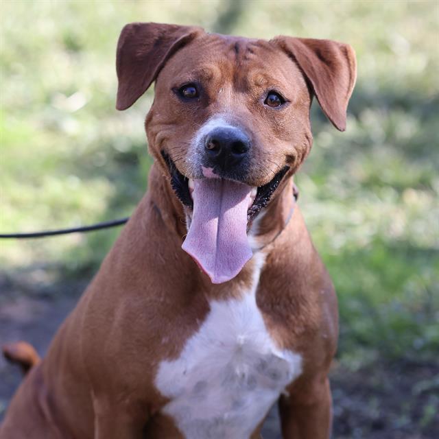 Kenzie, a Pit Bull Terrier, available for adoption