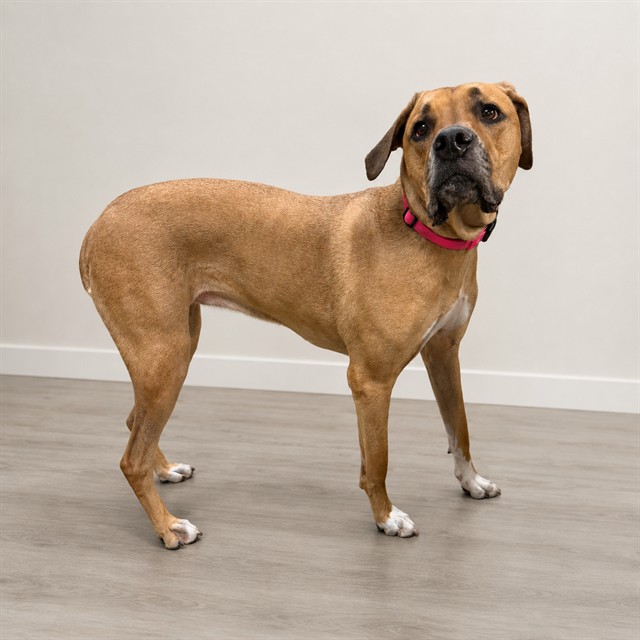 Zoey, a Mastiff, available for adoption