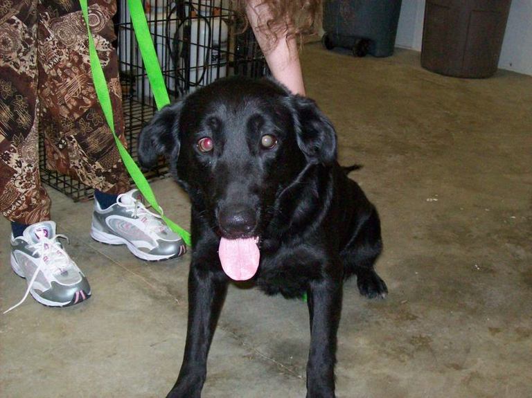 Main Photo of this Dog