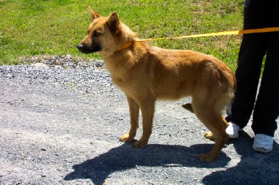 Other Photos of thie Dog