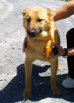 Other Photos of thie Dog