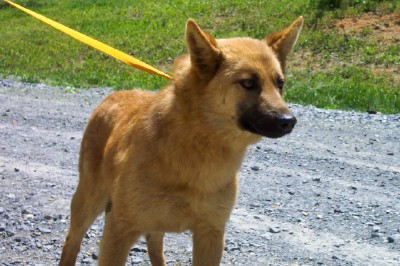 Other Photos of thie Dog