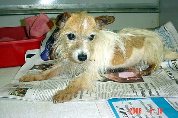 Main Photo of this Dog
