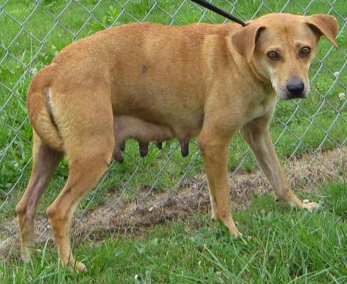 Other Photos of thie Dog