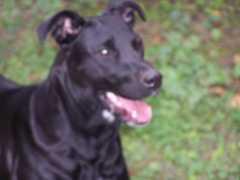 Other Photos of thie Dog