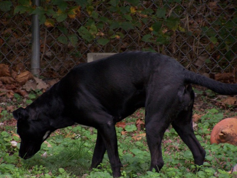 Other Photos of thie Dog